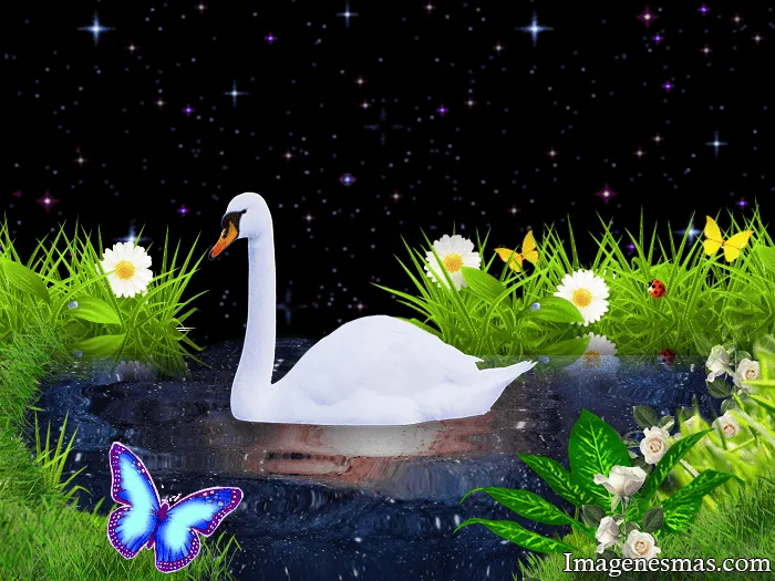Imagen de cisnes en agua - Imagenes romanticas de amor para ... Imagen de cisnes en agua - Imagenes romanticas de amor para ...