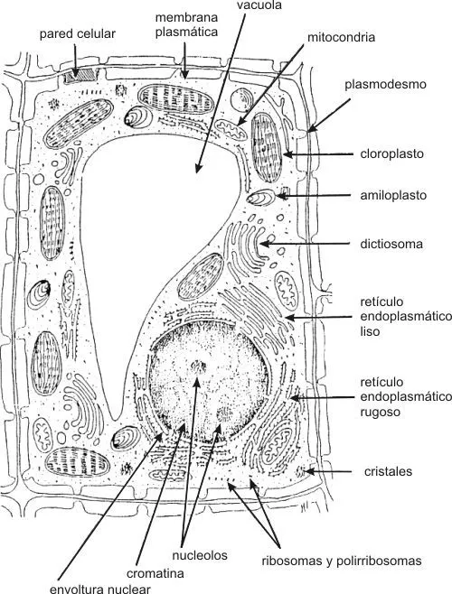 Celulas para colorear con sus partes - Imagui