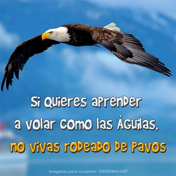 Imágen para compartir. Si quieres aprender a volar como el Águila ... Imágen para compartir. Si quieres aprender a volar como el Águila ...