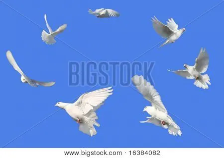 Imagen del concepto de paz - paloma blanca volando en un círculo ... Imagen del concepto de paz - paloma blanca volando en un círculo ...