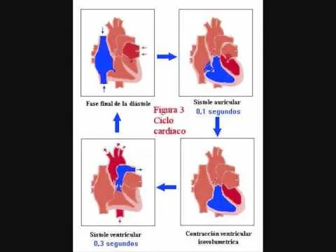 Movimientos del corazon - Imagui
