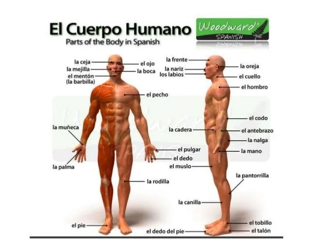 imagen del cuerpo humano