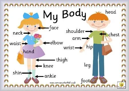 Imagenes cuerpo humano con sus partes en inglés - Imagui