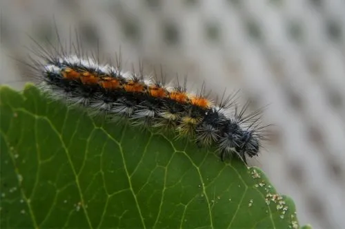 Imagenes de cuncunas - Imagui Imagenes de cuncunas - Imagui