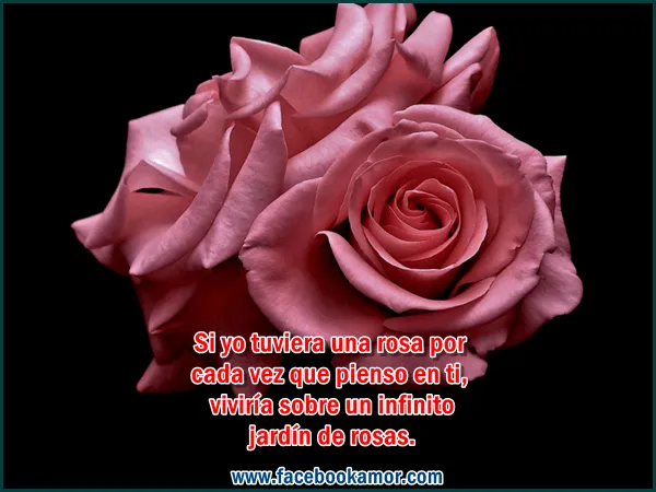 Imagenes animadas de rosas con frases - Imagui