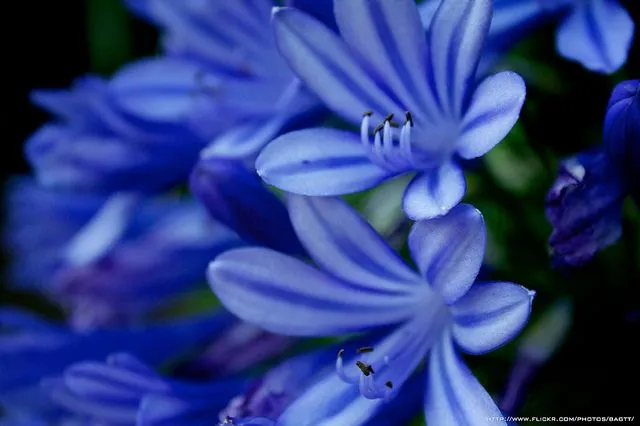 Imagen - Flores azules.jpg - Wiki Halo Fanon - Wikia Imagen - Flores azules.jpg - Wiki Halo Fanon - Wikia