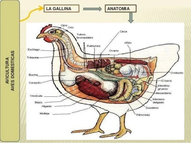 Imagen de una gallina con sus partes - Imagui