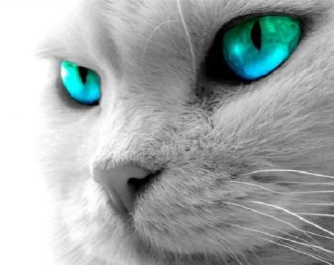El lenguaje corporal de los gatos