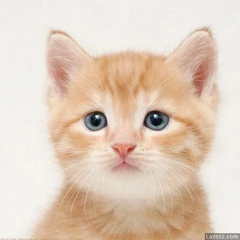 Imagen - Gato-tierno.jpg - My Little Pony: La Magia de la Amistad Wiki Imagen - Gato-tierno.jpg - My Little Pony: La Magia de la Amistad Wiki