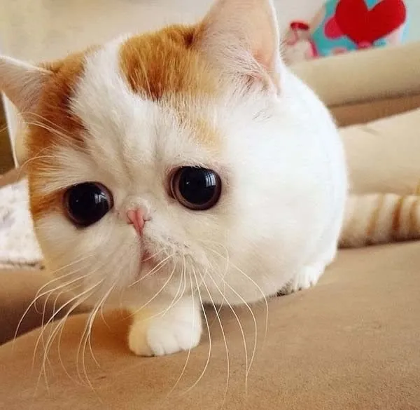 Imagen de gato triste - Imagui