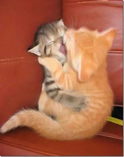 Imagen de gatos besandose - Imagui