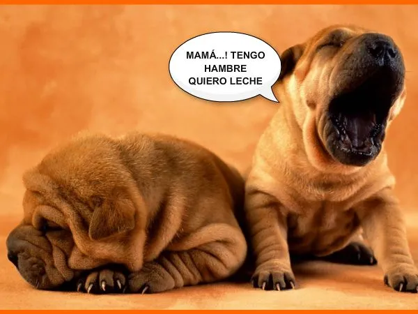 imagen graciosas Imagenes bonitas para muro de facebook