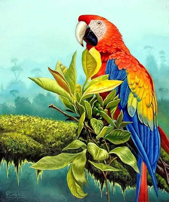 Imagen de guacamaya - Imagui