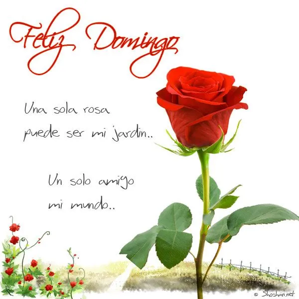 Imagen de una hermosa rosa para un Feliz Domingo
