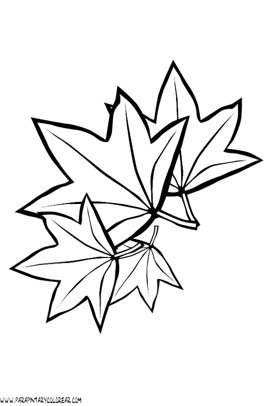 Dibujo hojas arbol - Imagui