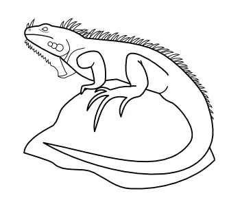 Iguanas para dibujar - Imagui