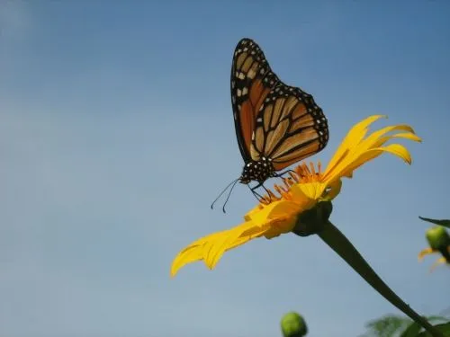 Imagen Mariposa, flor y cielo - grupos.emagister.com