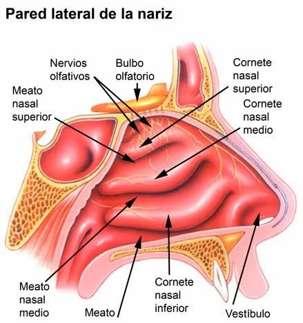 Imagen de la nariz con sus partes - Imagui