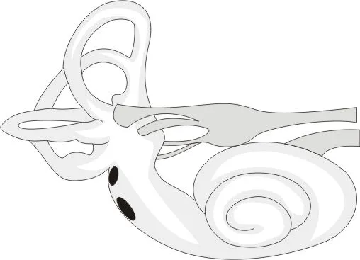 Imagen del oido y sus partes para colorear - Imagui Imagen del oido y sus partes para colorear - Imagui