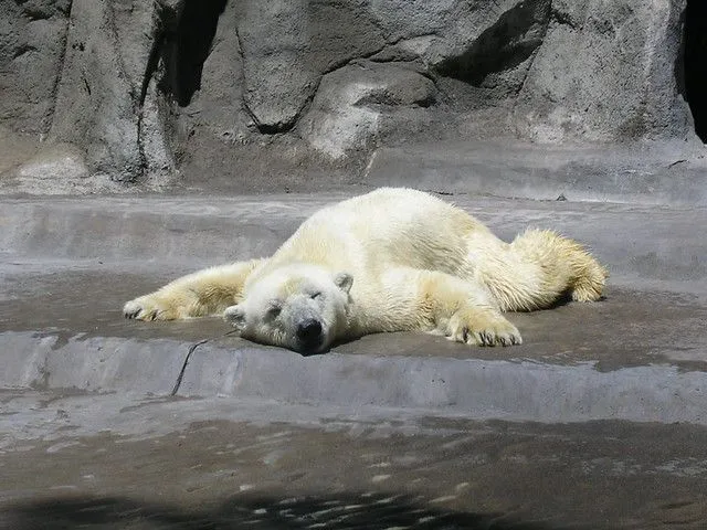Oso Polar ¿Alfombra, Acalorado o Durmiendo? | Flickr - Photo Sharing! Oso Polar ¿Alfombra, Acalorado o Durmiendo? | Flickr - Photo Sharing!