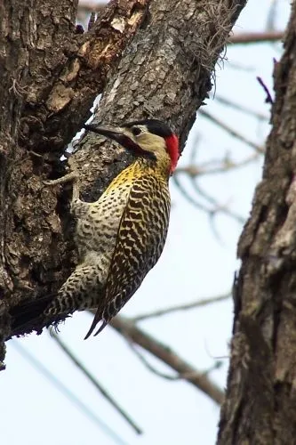 Imagen pajaro carpintero - grupos.