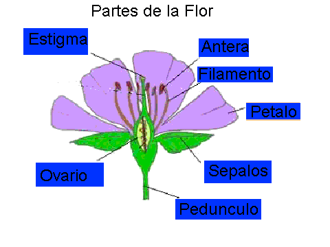 Imágenes de las partes de una flor - Imagui Imágenes de las partes de una flor - Imagui