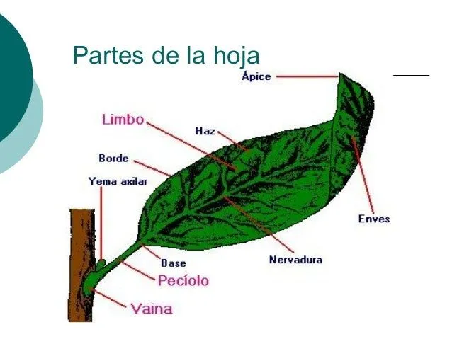 Imagen de las partes de una hoja - Imagui
