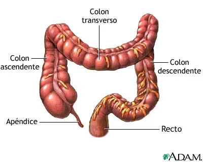 Imagen Partes del intestino grueso. - grupos. Imagen Partes del intestino grueso. - grupos.