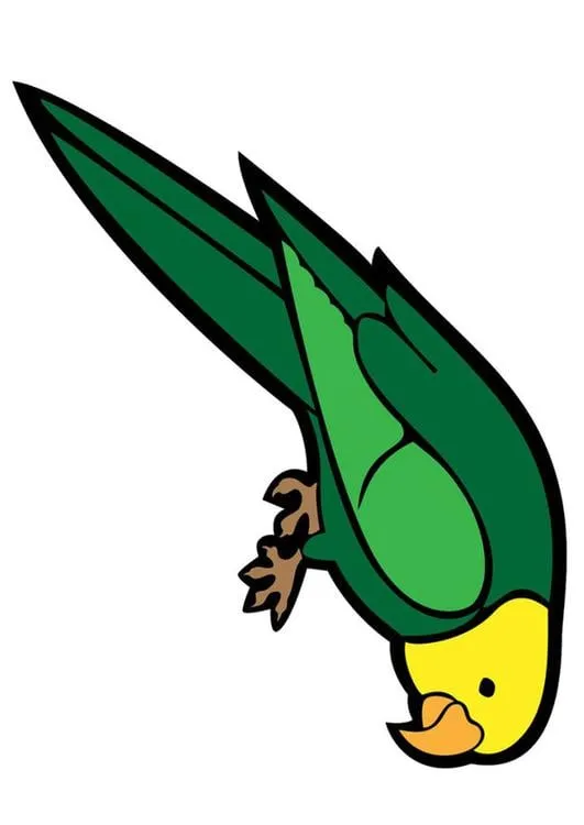 Imagen periquito - Img 24735