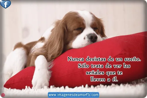 Imagen de perrito con frases de sueño ~ Imagenes de amor con ...