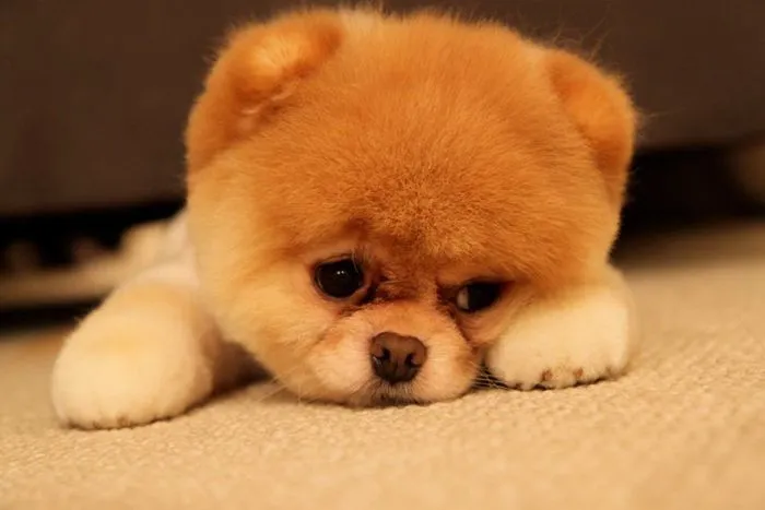 Imagen de perritos tristes - Imagui