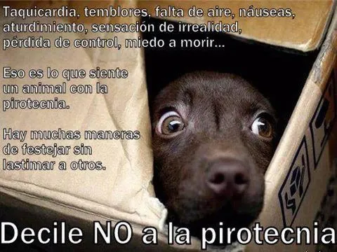 Perros mensajes - Imagui
