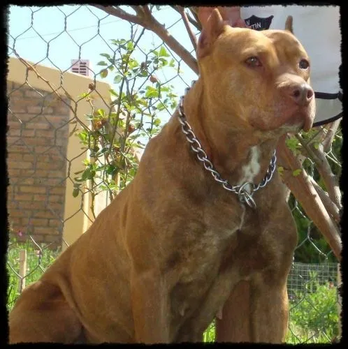 Imagen MI PITBULL - grupos.emagister.com