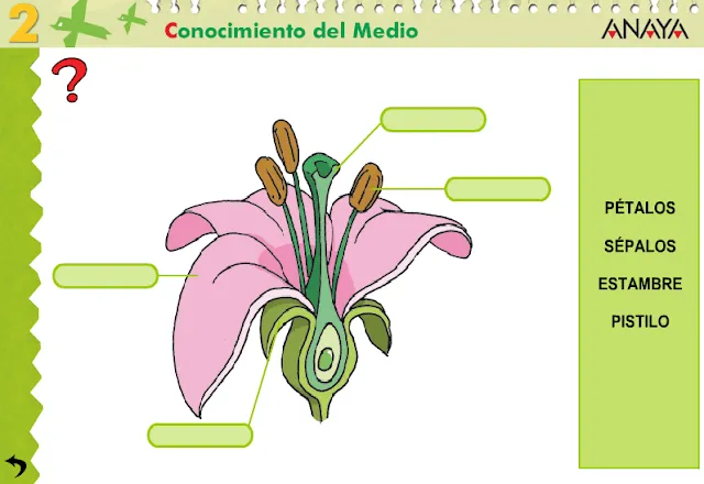 APRENDER ES DIVERTIDO 1º Y 2º: Conocemos las partes de la flor.