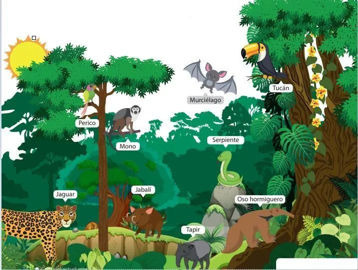 La imagen representa un ecosistema terrestre: Selva tropical húmeda.  Teniendo en cuenta el flujo de - Brainly.lat