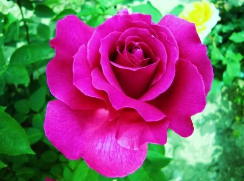 Fondos fucsia y rosas - Imagui