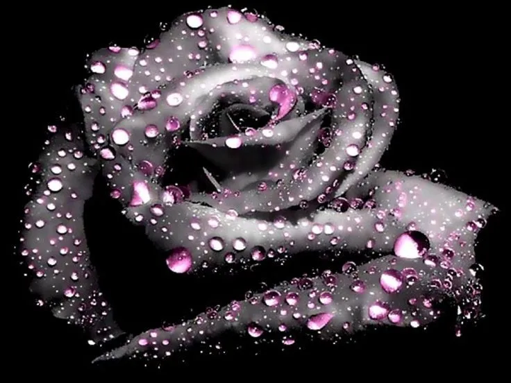 Imagen de rosa negra. Wallpaper. | Todo negro y blanco ... Imagen de rosa negra. Wallpaper. | Todo negro y blanco ...