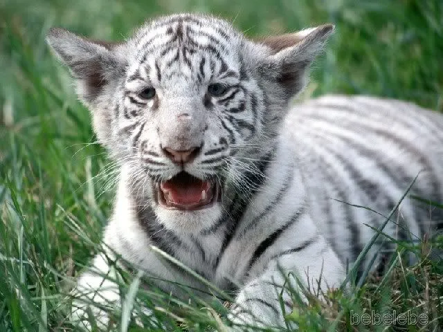 Imagen de tigre bebé - Imagui