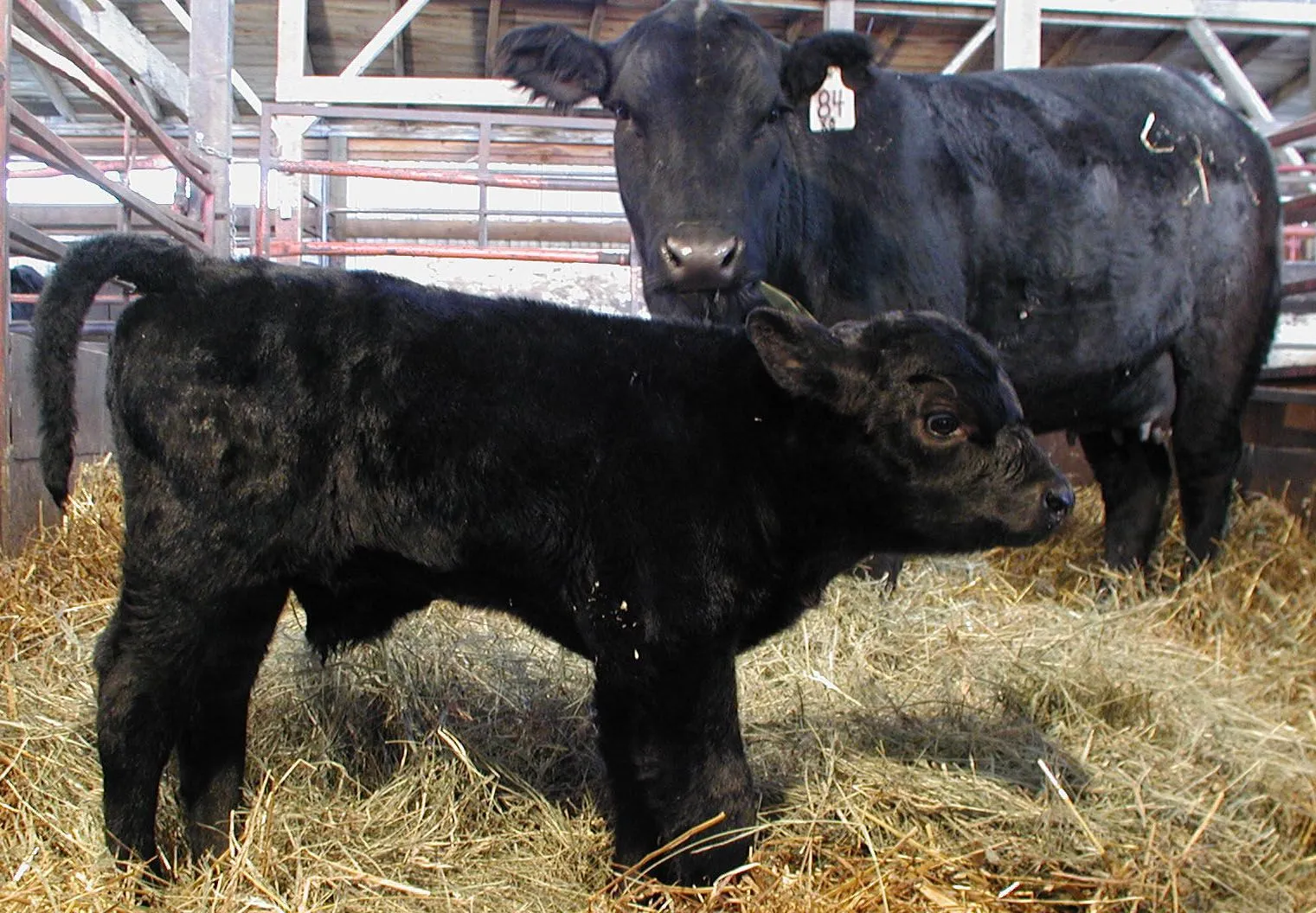 Imagen:Blackangus.jpg