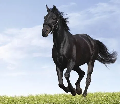 Imagenes de caballos negros - Imagui