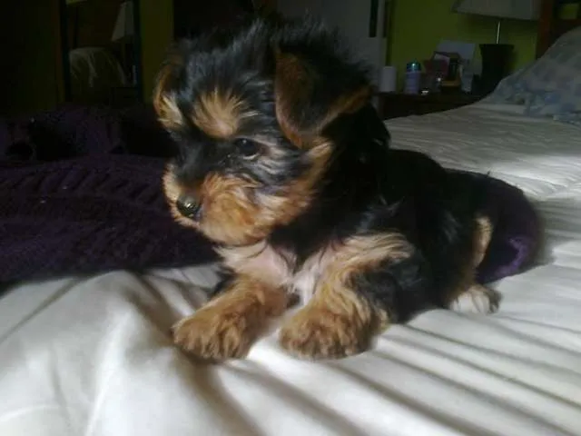 De perritos recien nacidos - Imagui