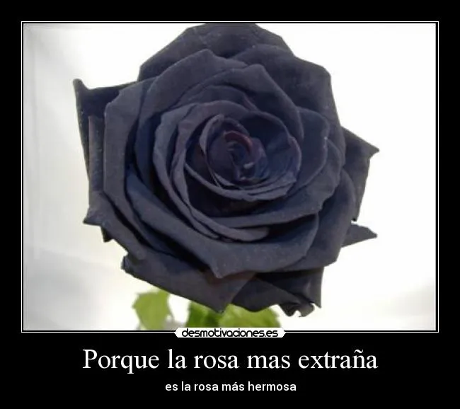 Porque la rosa mas extraña | Desmotivaciones Porque la rosa mas extraña | Desmotivaciones