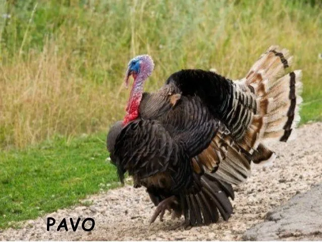 IMAGENES DE 10 ANIMALES QUE NACEN DEL HUEVO - Imagui