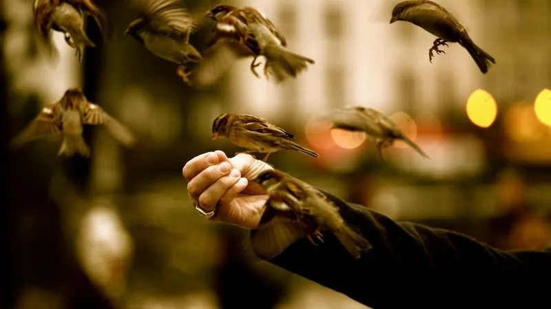 1366x768 HD wallpapers - Imagui