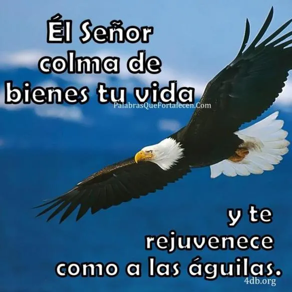Frases de aguilas - Imagui