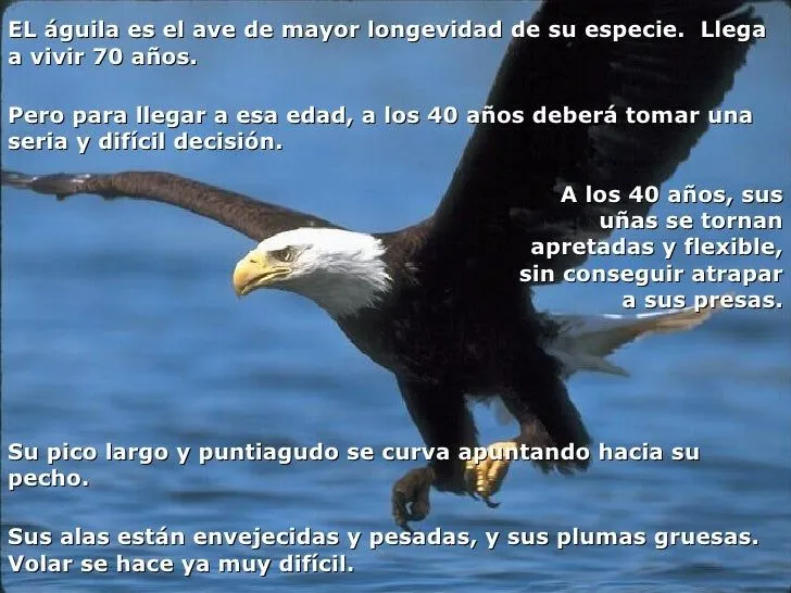 Imagenes de aguilas con mensajes - Imagui