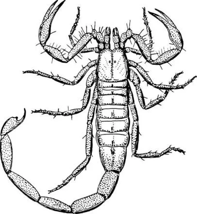 Dibujos de escorpiones para imprimir - Imagui Dibujos de escorpiones para imprimir - Imagui