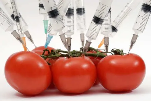 Alimentos transgénicos para colorear - Imagui Alimentos transgénicos para colorear - Imagui