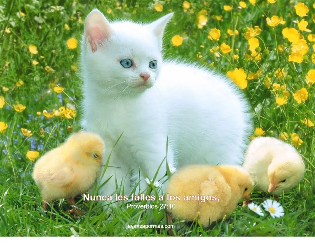 Imagenes de amistad de animales | Imagenes Tiernas - Imagenes de Amor