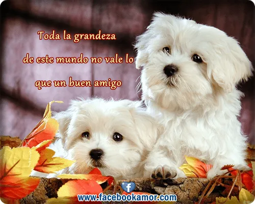 Imágenes de amistad bonitas y lindas para comoarir ~ Imagenes con ... Imágenes de amistad bonitas y lindas para comoarir ~ Imagenes con ...